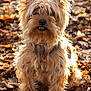 dog, yorkshire_terrier, small_dog, pet, fur, ears, nose, teeth, whiskers, sitting, autumn, leaves, outdoors, portrait, close_up, sunlight, bokeh, cute, furry, ground