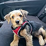 animal, black_fur, car_interior, car_seat, cute, dog, fluffy, fur, harness, indoor, looking_at_camera, pet, portrait, puppy, red_harness, relaxed, seat, small_dog, tan_fur, young_dog