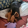 Pako a rejoint le concours — aidez-le/la à gagner de superbes lots ! animal, bed, black, blanket, brown, canine, comfort, cozy, cute, dog, fur, indoors, pet, plush_toy, puppy, resting, sleep, sleeping, soft, young
