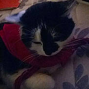 Daisy participe au concours pour gagner de l'argent avec cette photo :