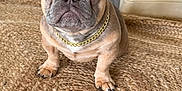 Dante is registered to the contest to win money with this photo: dog, french_bulldog, puppy, pet, indoor, floor, rug, chain, cute, animal, ears, nose, sitting, looking, brown, fur, whiskers, paw, home, adorable