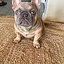 dog, french_bulldog, puppy, pet, indoor, floor, rug, chain, cute, animal, ears, nose, sitting, looking, brown, fur, whiskers, paw, home, adorable