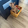 Dante is registered to the contest to win money with this photo: french_bulldog, puppy, dog, wooden_crate, toys, floor, indoor, pet, curious, black_furniture, light_wood_floor, playful, small_dog, domestic_animal, wood_texture, colorful, pet_toys, standing, looking_up, animal