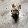 Dante joined the competition — help win amazing prizes! dog, puppy, french_bulldog, pet, animal, indoor, floor, wood_floor, looking_up, ears, cute, small, adorable, canine, companion, young, portrait, sitting, shadow, brown