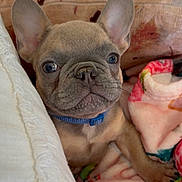 Dante is registered to the contest to win money with this photo: dog, puppy, french_bulldog, pet, cute, ears, blanket, cushion, snuggle, indoor, fur, animal, collar, blue_collar, face, close_up, resting, cozy, small_dog, canine