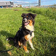 Alma a rejoint le concours — aidez-le/la à gagner de superbes lots ! dog, grass, sky, clouds, harness, leash, building, water, boats, marina, urban, greenery, sunlight, outdoor, happy, canine, nature, daytime, portrait, park