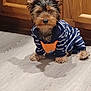 canine, cute, dog, domestic, ears, fox_patch, fur, hoodie, indoors, laminate_floor, paws, pet, portrait, puppy, shadow, sitting, small_dog, striped_clothing, wooden_cabinet, yorkshire_terrier