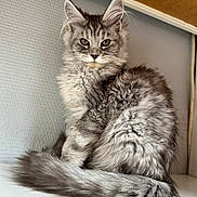 Vanille participe au concours pour gagner de l'argent avec cette photo : abyssinian, angora, animal, art, cat, clothing, den, drawing, egyptiancat, fur, gray, indoors, kitten, manx, painting, pet, siamese, snout, window, windowsill