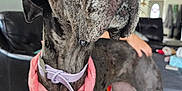 Stormy is registered to the contest to win money with this photo: dog, great_dane, pet, indoor, living_room, collar, bandana, furniture, sofa, floor, person, portrait, canine, animal, domestic_animal, mammal, close_up, curious, large_dog, home