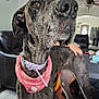 dog, great_dane, pet, indoor, living_room, collar, bandana, furniture, sofa, floor, person, portrait, canine, animal, domestic_animal, mammal, close_up, curious, large_dog, home