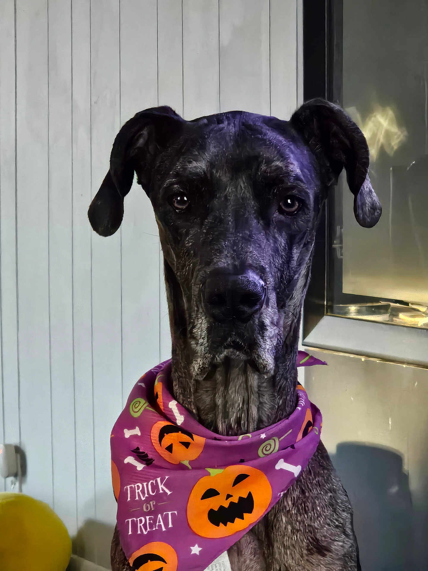 Stormy is registered to the contest to win money with this photo: dog, great_dane, bandana, halloween, jack_o_lantern, purple, indoor, pet, animal, portrait, costume, decor, black_dog, face, ears, expression, wall, balloon, solemn, closeup