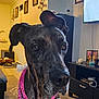 Stormy is registered to the contest to win money with this photo: dog, bandana, indoor, living_room, furniture, candle, television, picture_frame, curious, brown_dog, floor_rug, decor, wood_floor, couch, table, cords, pet, canine, closeup, home
