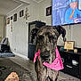 Stormy joined the competition — help win amazing prizes! dog, living_room, bandana, pink, tattoo, foot, jeans, television, furniture, carpet, wood_floor, wall_art, cabinet, remote_control, cord, indoors, pet, portrait, large_dog, canine