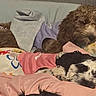 Rosie And Bella is registered to the contest to win money with this photo: dog, bed, blanket, pillow, fur, cute, pet, resting, indoor, cozy, sleepy, clothing, animal, companion, relaxing, two_dogs, curly_fur, black_and_white, brown, soft