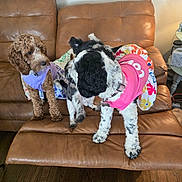 Rosie And Bella is registered to the contest to win money with this photo: dog, brown_leather_couch, living_room, wooden_floor, colorful_clothing, pet, playful, curious, two_dogs, indoor, furniture, collar, decor, cozy, animal, companions, cute, friendship, home, pets