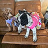 dog, brown_leather_couch, living_room, wooden_floor, colorful_clothing, pet, playful, curious, two_dogs, indoor, furniture, collar, decor, cozy, animal, companions, cute, friendship, home, pets