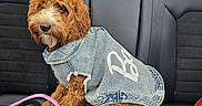 Rosie And Bella joined the competition — help win amazing prizes! dog, denim_jacket, car_seat, leash, brown_fur, curly_fur, pet, vehicle_interior, seatbelt, window, orange_object, cute, sitting, domestic_animal, canine, fur, accessory, resting, leisure, indoor
