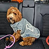 dog, denim_jacket, car_seat, leash, brown_fur, curly_fur, pet, vehicle_interior, seatbelt, window, orange_object, cute, sitting, domestic_animal, canine, fur, accessory, resting, leisure, indoor