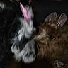 Rosie And Bella is registered to the contest to win money with this photo: dog, black_and_white, brown, blurry, close_up, pet_accessory, bow, bunny_ears, indoor, animal, fur, cute, playful, face, interaction, friendship, nose_to_nose, two_animals, domestic_animal, companion
