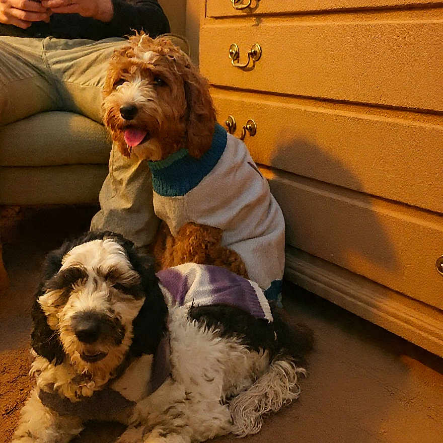 Rosie And Bella is registered to the contest to win money with this photo: dog, indoor, carpet, furniture, dresser, person, sweater, brown, white, black, happy, panting, seated, relaxed, phone, casual, cozy, pet, companion, home