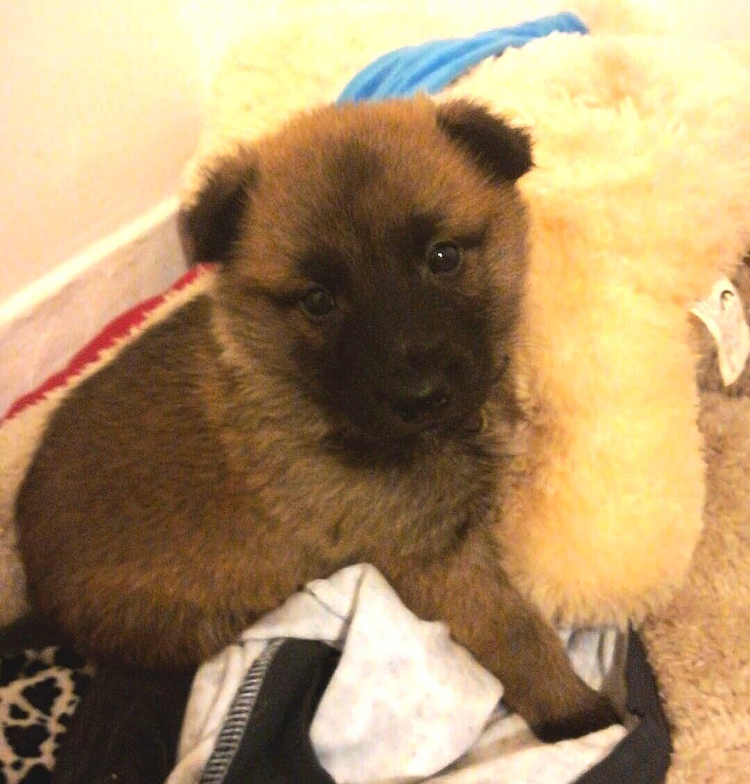 Ace a rejoint le concours — aidez-le/la à gagner de superbes lots ! belgian_shepherd_malinois, canidae, carnivore, dog, dog_breed, fawn, mammal, norwegian_elkhound, puppy, vertebrate