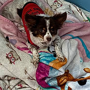 Mona Lisa is registered to the contest to win money with this photo: animal, blanket, brown_white_fur, companion, cozy, cute, dog, ears_up, fluffy_coat, fur, indoor, laying, looking_up, owl_pattern, patterned_blanket, pet, red_vest, resting, small_dog, wood_floor