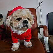 Jayjay joined the competition — help win amazing prizes! dog, small_dog, fluffy, red_hoodie, pet_clothing, chair, leather_chair, indoor, furniture, brown, cute, animal, pet, sitting, fur, paw, nose, ears, canine, companion