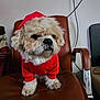 dog, small_dog, fluffy, red_hoodie, pet_clothing, chair, leather_chair, indoor, furniture, brown, cute, animal, pet, sitting, fur, paw, nose, ears, canine, companion