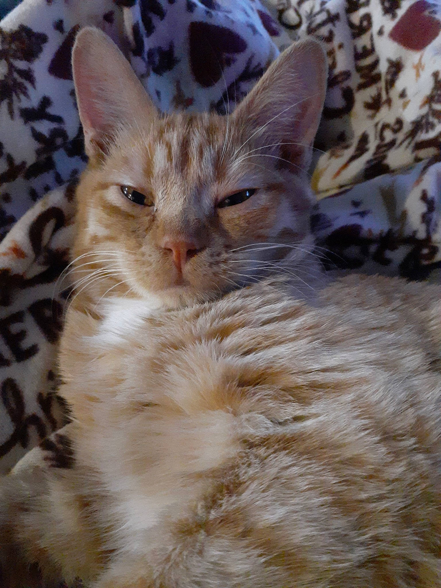 Sammy Jr. is registered to the contest to win money with this photo: aegean_cat, american_wirehair, arabian_mau, asian, australian_mist, carnivore, cat, domestic_short_haired_cat, european_shorthair, fawn, felidae, german_rex, kitten, mammal, ojos_azules, oriental_longhair, small_to_medium_sized_cats, tabby_cat, vertebrate, whiskers