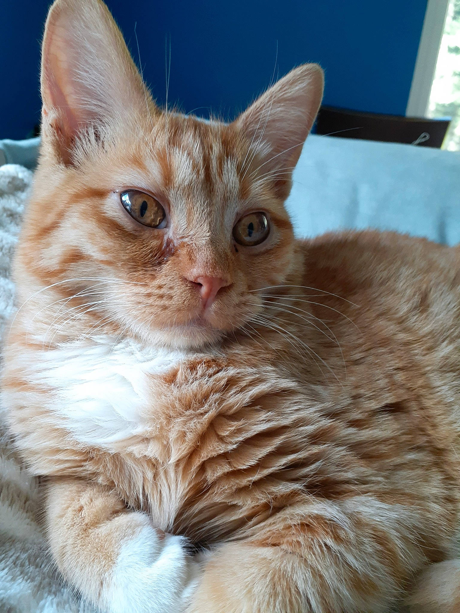 Sammy Jr. is registered to the contest to win money with this photo: aegean_cat, arabian_mau, asian, australian_mist, carnivore, cat, domestic_short_haired_cat, european_shorthair, fawn, felidae, fur, german_rex, kitten, mammal, small_to_medium_sized_cats, snout, somali, tabby_cat, vertebrate, whiskers