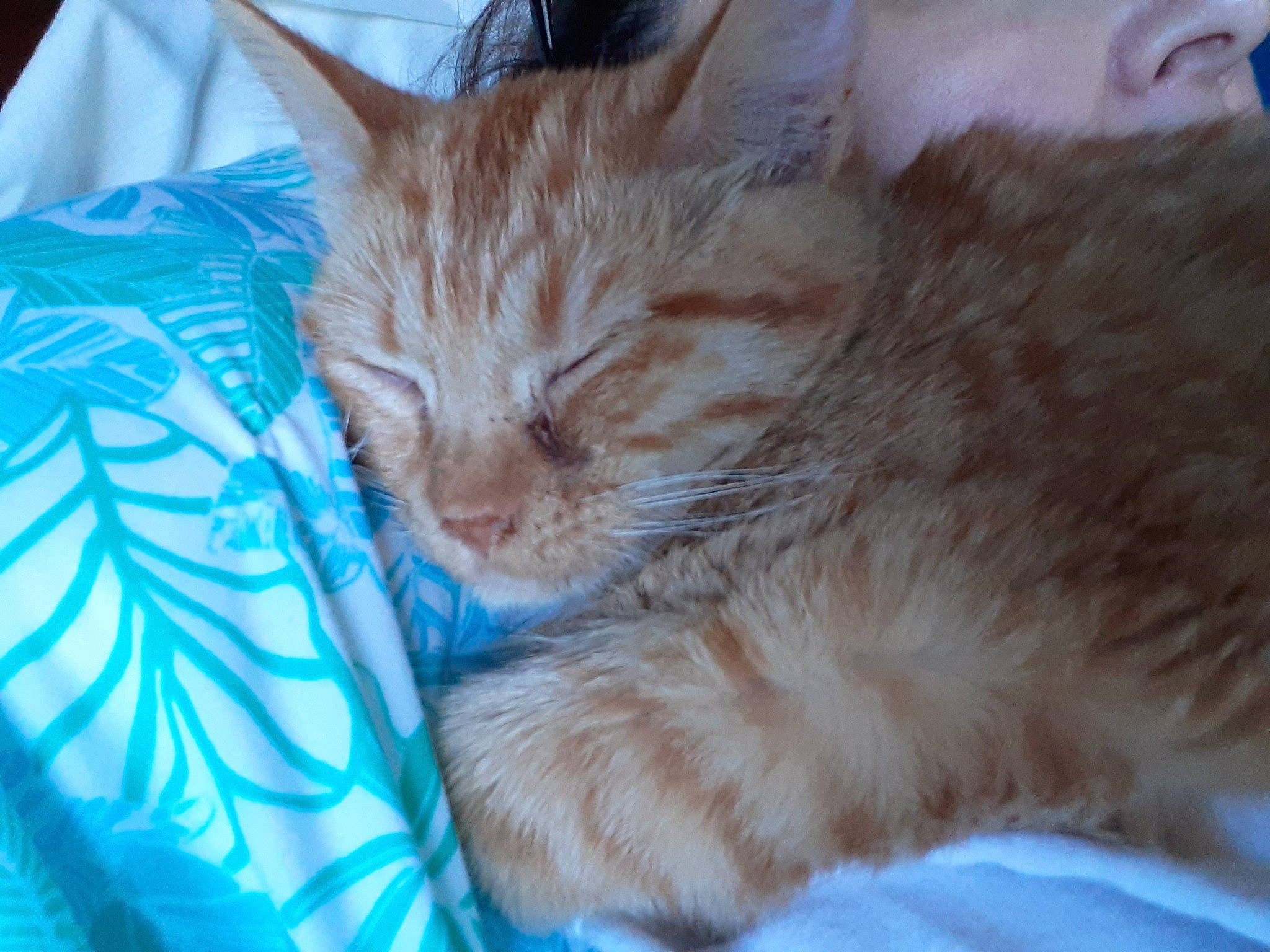 Sammy Jr. is registered to the contest to win money with this photo: asian, british_semi_longhair, carnivore, cat, cymric, domestic_long_haired_cat, domestic_short_haired_cat, european_shorthair, eye, fawn, felidae, fur, german_rex, kitten, mammal, nap, ojos_azules, small_to_medium_sized_cats, snout, whiskers