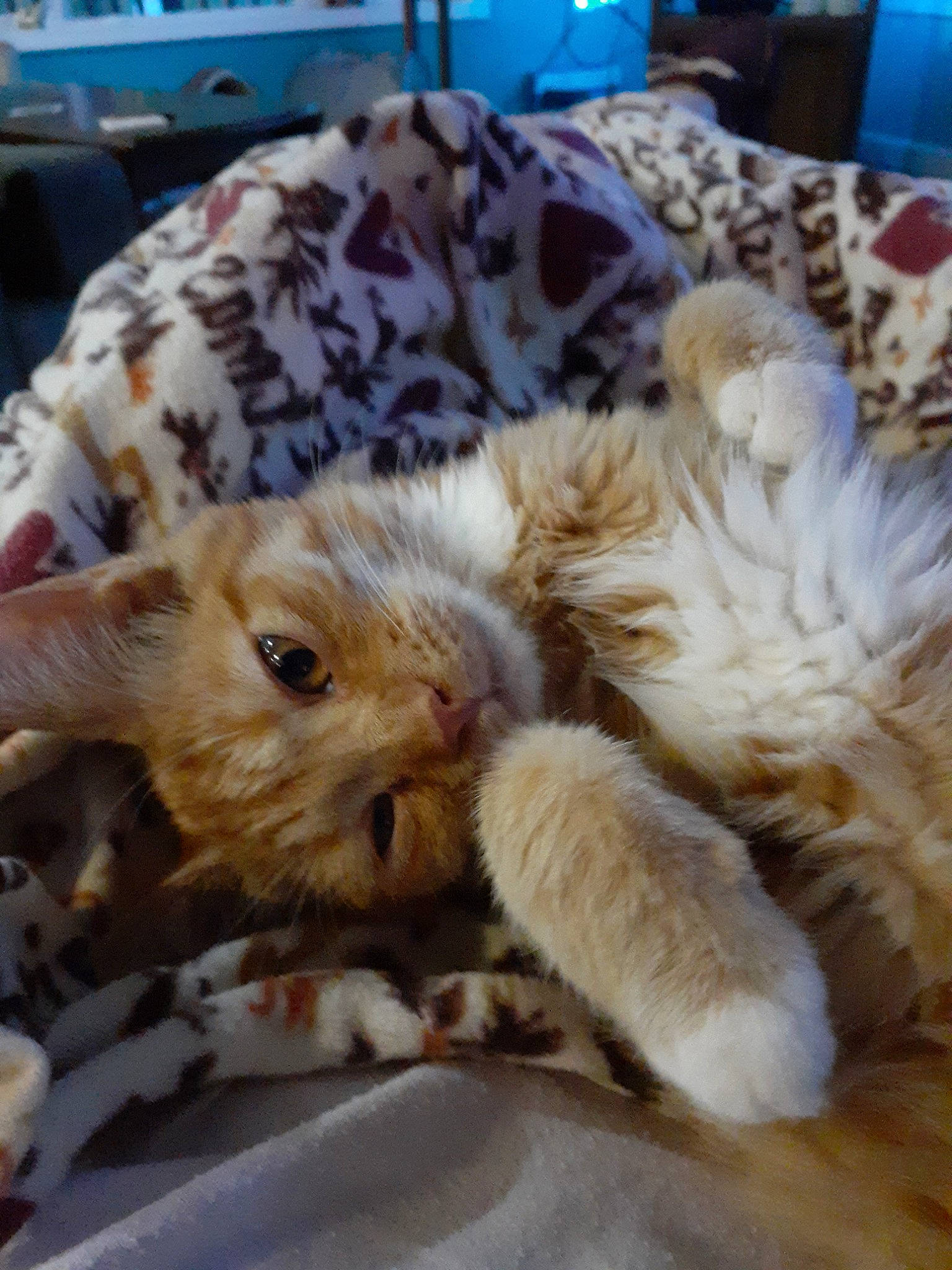 Sammy Jr. joined the competition — help win amazing prizes! american_shorthair, carnivore, cat, european_shorthair, fawn, felidae, fur, kitten, small_to_medium_sized_cats, tabby_cat, whiskers