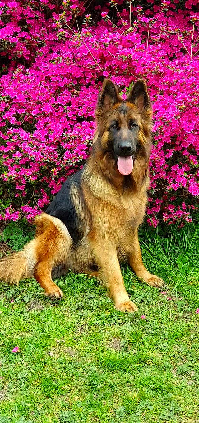 Yris participe au concours pour gagner de l'argent avec cette photo : annual_plant, art, canidae, carnivore, companion_dog, dog, dog_breed, east_european_shepherd, fawn, flower, german_shepherd_dog, grass, groundcover, herding_dog, king_shepherd, old_german_shepherd_dog, plant, snout, sporting_group, working_dog