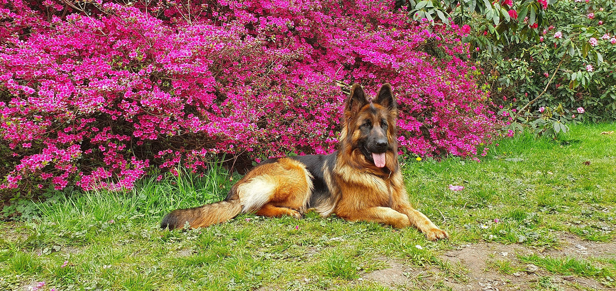 Yris a rejoint le concours — aidez-le/la à gagner de superbes lots ! annual_plant, carnivore, dog, dog_breed, fawn, flower, flowering_plant, german_shepherd_dog, grass, grassland, groundcover, herbaceous_plant, herding_dog, king_shepherd, magenta, old_german_shepherd_dog, plant, shrub, sporting_group, terrestrial_animal