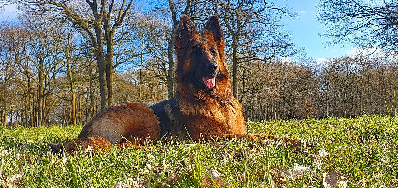 Yris a rejoint le concours — aidez-le/la à gagner de superbes lots ! canidae, carnivore, companion_dog, dog, dog_breed, fawn, german_shepherd_dog, giant_dog_breed, grass, herding_dog, liver, natural_landscape, old_german_shepherd_dog, plant, sky, snout, sporting_group, terrestrial_animal, tree, wildlife