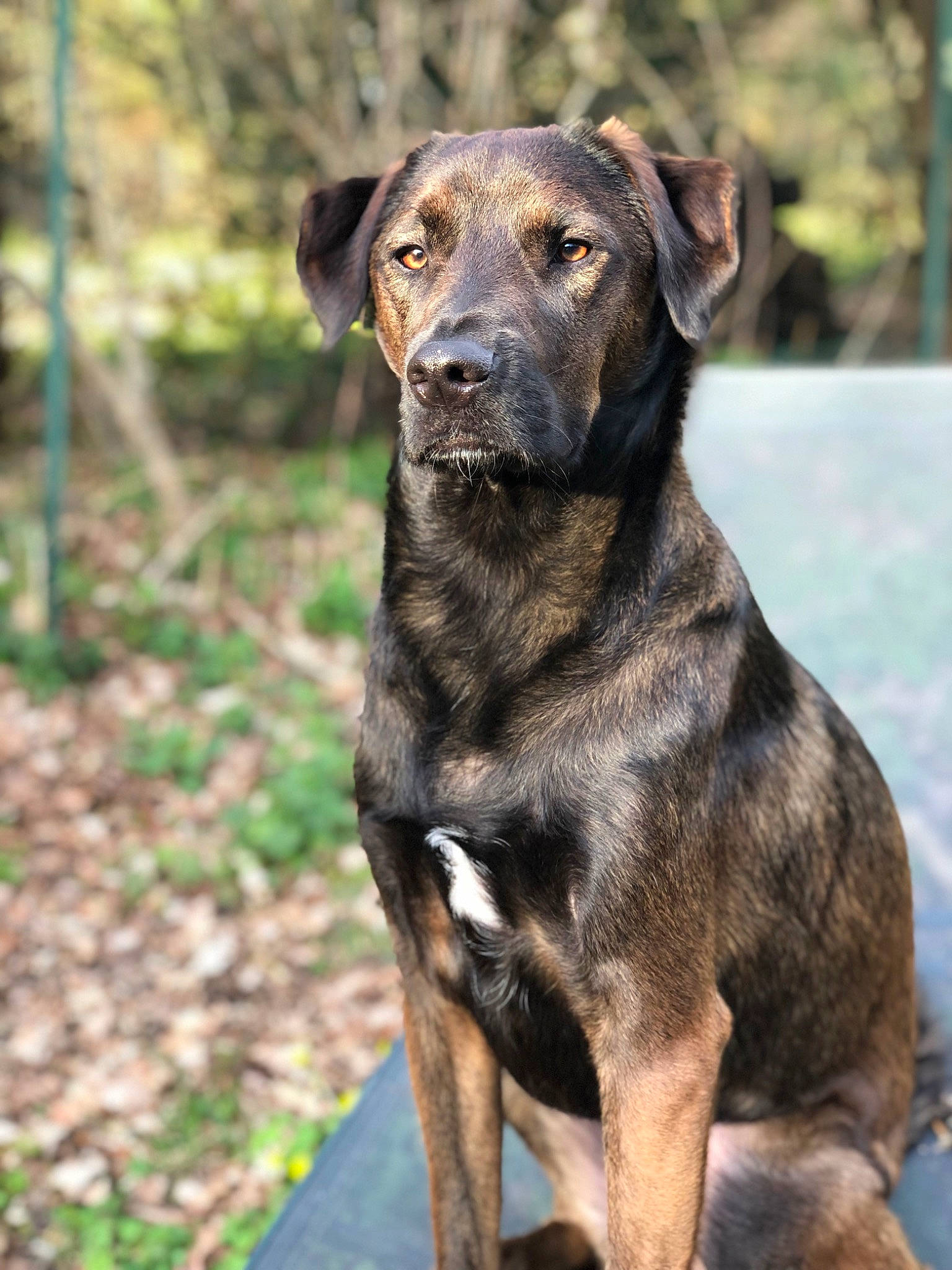 Duke participe au concours pour gagner de l'argent avec cette photo : borador, canidae, carnivore, collar, companion_dog, dog, dog_breed, dog_collar, fawn, fur, grass, guard_dog, hunting_dog, liver, plant, snout, sporting_group, terrestrial_animal, working_animal, working_dog