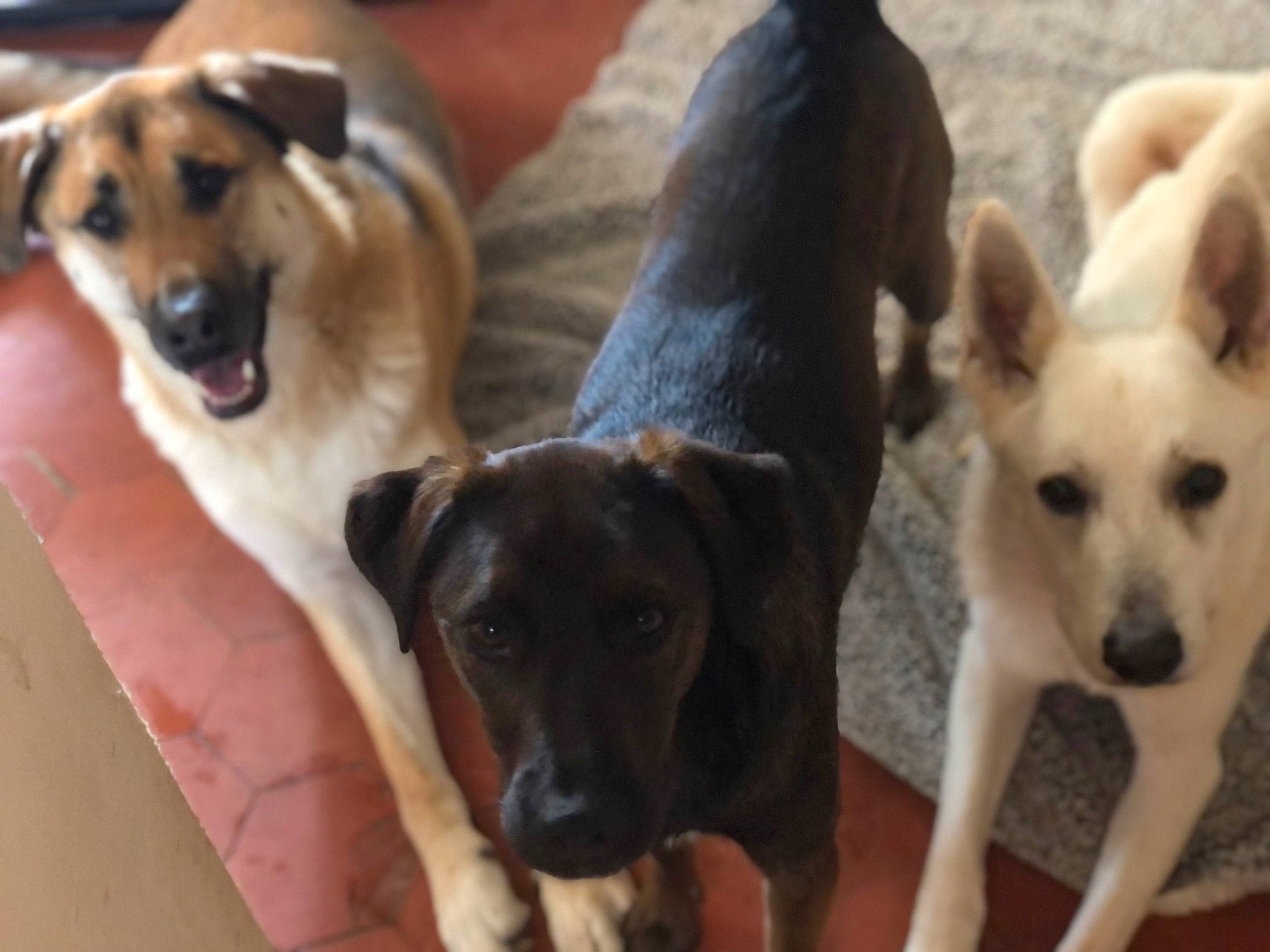 Duke participe au concours pour gagner de l'argent avec cette photo : ancient_dog_breeds, canidae, carnivore, collar, companion_dog, dog, dog_breed, dog_collar, fawn, guard_dog, paw, pet_supply, puppy, snout, sporting_group, street_dog, tail, whiskers, working_animal, working_dog