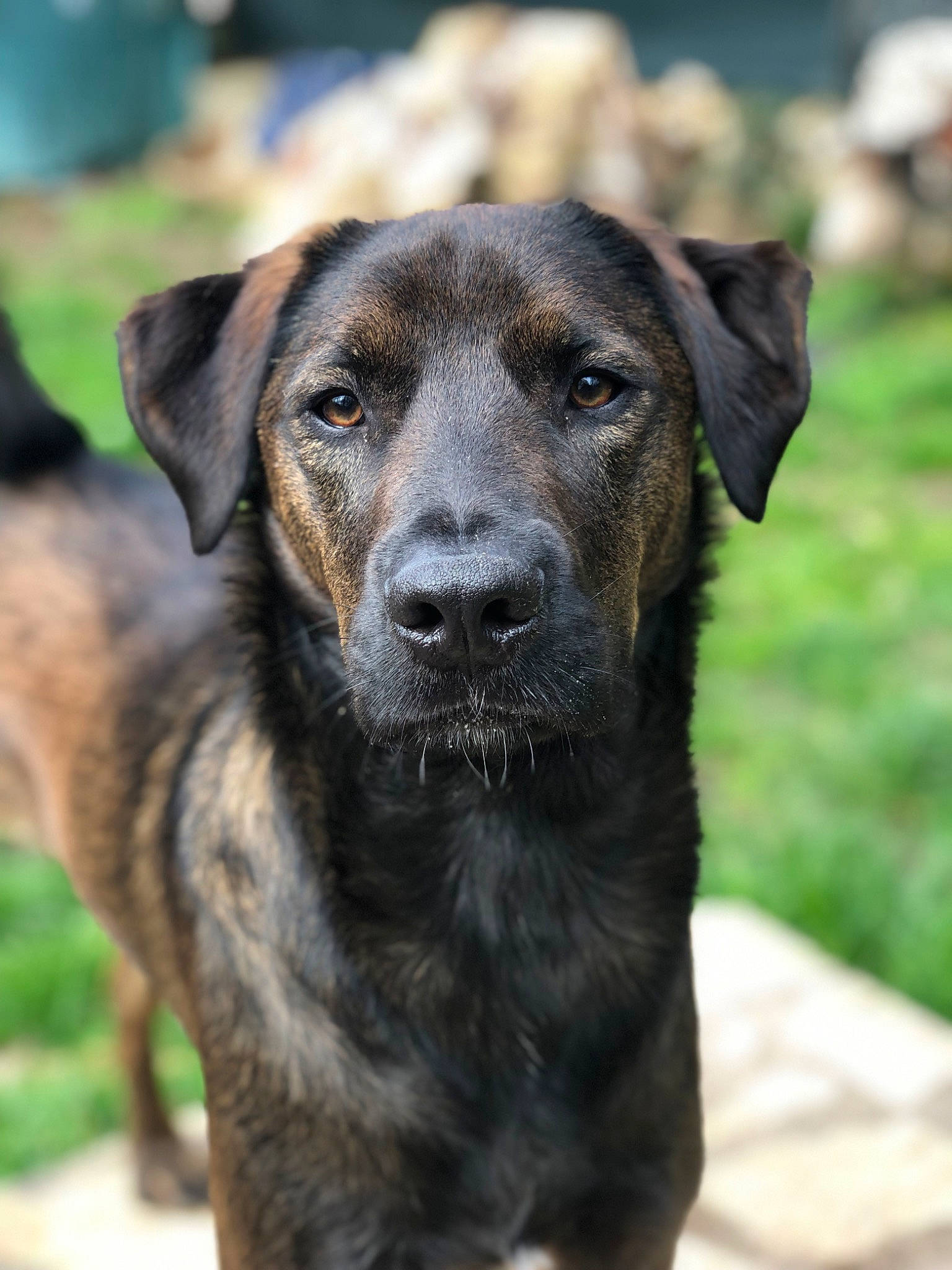 Duke participe au concours pour gagner de l'argent avec cette photo : borador, carnivore, companion_dog, dog, dog_breed, fur, grass, gun_dog, plant, snout, sporting_group, terrestrial_animal, working_animal, working_dog