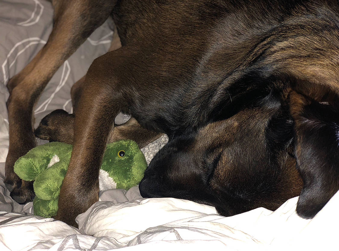 Duke a rejoint le concours — aidez-le/la à gagner de superbes lots ! carnivore, claw, comfort, companion_dog, dog, dog_breed, fawn, foot, fur, human_leg, liver, paw, plant, snout, tail, terrestrial_animal, whiskers, wildlife, working_animal, wrinkle