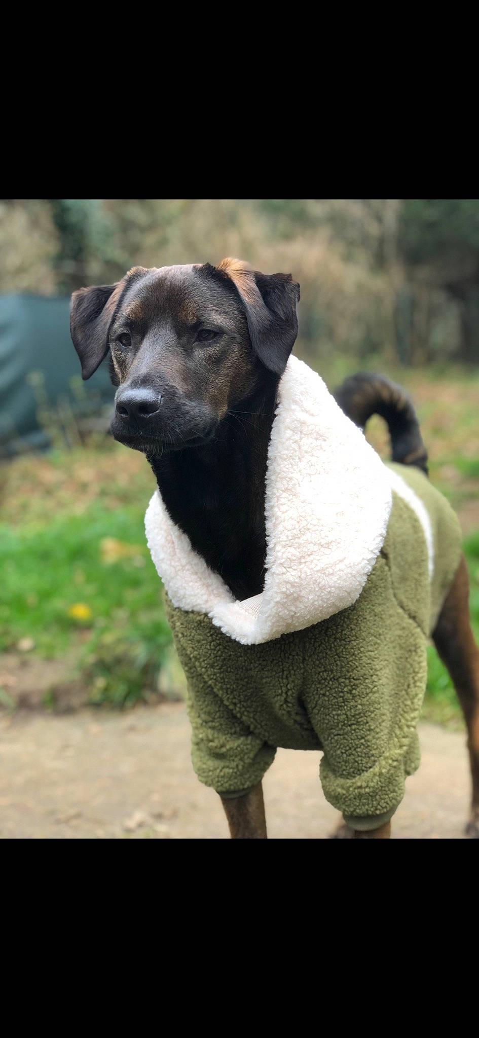 Duke participe au concours pour gagner de l'argent avec cette photo : art, canidae, carnivore, collar, companion_dog, dog, dog_breed, dog_collar, fawn, fur, grass, livestock, pet_supply, sheep, snout, sporting_group, tail, terrestrial_animal, toy, working_animal