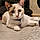 Bulle