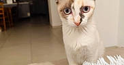 Bulle a rejoint le concours — aidez-le/la à gagner de superbes lots ! cat, kitten, blue_eyes, white_fur, pointed_ears, pet, animal, portrait, close_up, indoors, home, blanket, shaggy_texture, sitting, looking_at_camera, whiskers, pink_nose, facial_markings, cozy, photography