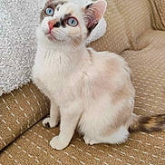 Bulle participe au concours pour gagner de l'argent avec cette photo : kitten, cat, animal, pet, sitting, blue_eyes, white_fur, brown_markings, pointed_ears, whiskers, pink_nose, portrait, indoors, couch, cushion, fabric, woven_texture, cute, alert, domestic_animal