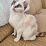 kitten, cat, animal, pet, sitting, blue_eyes, white_fur, brown_markings, pointed_ears, whiskers, pink_nose, portrait, indoors, couch, cushion, fabric, woven_texture, cute, alert, domestic_animal