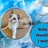 Bulle participe au concours pour gagner de l'argent avec cette photo : cat, kitten, animal, pet, white_fur, brown_patches, blue_eyes, sitting, lying_down, portrait, bubble, blue_background, decorative, indoor, cute, young_animal, feline, text_overlay, french_text, graphic_design