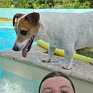 Bora-bora a rejoint le concours — aidez-le/la à gagner de superbes lots ! dog, person, swimming_pool, outdoor, summer, sunny, selfie, portrait, water, poolside, jack_russell, small_dog, white_dog, brown_patches, standing, tongue_out, happy, trees, blue_sky, recreation