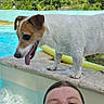 dog, person, swimming_pool, outdoor, summer, sunny, selfie, portrait, water, poolside, jack_russell, small_dog, white_dog, brown_patches, standing, tongue_out, happy, trees, blue_sky, recreation