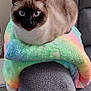 cat, siamese_cat, pet, animal, indoor, furniture, armchair, blanket, colorful, rainbow, cozy, cute, fur, ears, whiskers, eyes, resting, loaf_position, carpet, home
