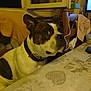 brown, chair, clock, collar, cozy, curious, dog, french_bulldog, furniture, heart, indoor, living_room, pattern, pet, sideways_glance, table, tablecloth, warm_lighting, white, window