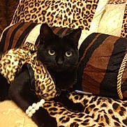 Betty is registered to the contest to win money with this photo: black_cat, leopard_print, cat, pet, animal, cushion, blanket, jewelry, bracelet, domestic_cat, feline, resting, indoor, pattern, fabric, soft, cozy, cute, fashion, portrait